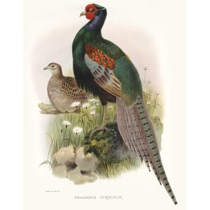 Japanese Pheasant. Daniel Giraud Elliot - Family of the Pheasants. Museum Quality Giclee Print by Heritage Prints.