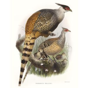 Wallich’s Pheasant. Daniel Giraud Elliot - Family of the Pheasants. Museum Quality Giclee Print by Heritage Prints.