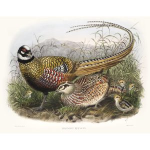 Reeves’s Pheasant. Daniel Giraud Elliot - Family of the Pheasants. Museum Quality Giclee Print by Heritage Prints.