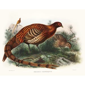 Sommering’s Pheasant. Daniel Giraud Elliot - Family of the Pheasants. Museum Quality Giclee Print by Heritage Prints.