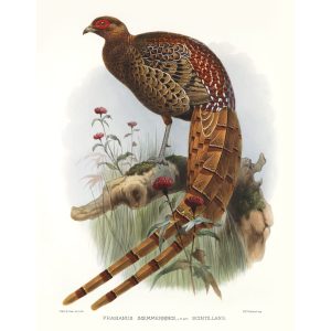 Phasianus Soemmerringi var. Scintillans. Daniel Giraud Elliot - Family of the Pheasants. Museum Quality Giclee Print by Heritage Prints.