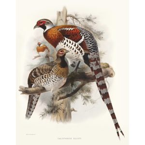 Elliot’s Pheasant. Daniel Giraud Elliot - Family of the Pheasants. Museum Quality Giclee Print by Heritage Prints.