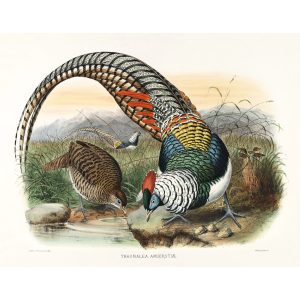 Lady Amherst’s Pheasant. Daniel Giraud Elliot - Family of the Pheasants. Museum Quality Giclee Print by Heritage Prints.