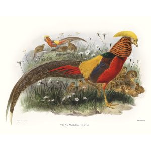 Golden Pheasant. Daniel Giraud Elliot - Family of the Pheasants. Museum Quality Giclee Print by Heritage Prints.