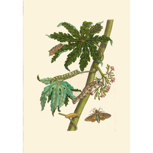 Papaya (1) - Maria Sibylla Merian - Metamorphosis insectorum Surinamensium (2nd edition) – Museum quality giclee print by Heritage Prints