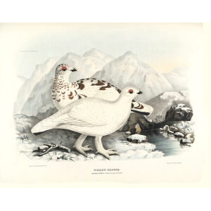 Willow Grouse, Winter Plumage. Plate 18. Daniel Giraud Elliot. Family of the Grouse. Giclee Print