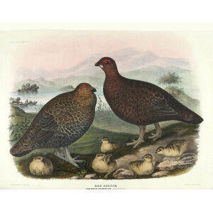 Red Grouse. Plate 19. Daniel Giraud Elliot. Family of the Grouse. Giclee Print