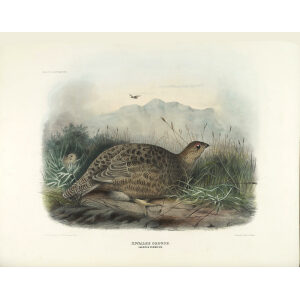 Kunslee Grouse. Plate 20. Daniel Giraud Elliot. Family of the Grouse. Giclee Print