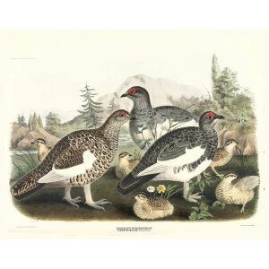 Common Ptarmigan, Adults and Young. Plate 21. Daniel Giraud Elliot. Family of the Grouse. Giclee Print