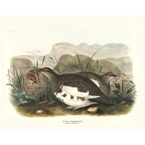 Rock Ptamrigan. Plate 23. Daniel Giraud Elliot. Family of the Grouse. Giclee Print