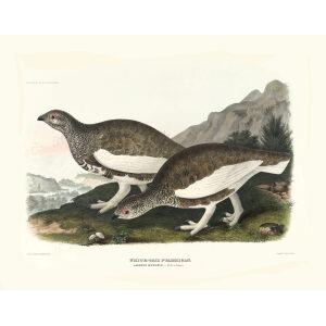 White Tail Ptarmigan, Adult in summer. Plate 25. Daniel Giraud Elliot. Family of the Grouse. Giclee Print