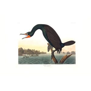 Audubon Birds of America. Florida Cormorant, Plate 252. Museum quality giclee print. Heritage Prints