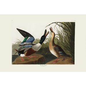 John James Audubon Birds of America Plate 327 Shoveler Duck Giclée Print