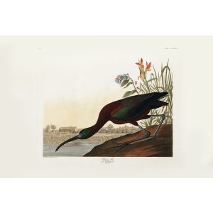 John James Audubon Birds of America Plate 387 Glossy Ibis Giclée Print