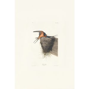 Birds of America by John James Audubon. Barn Swallow plate 173. Heritage Prints