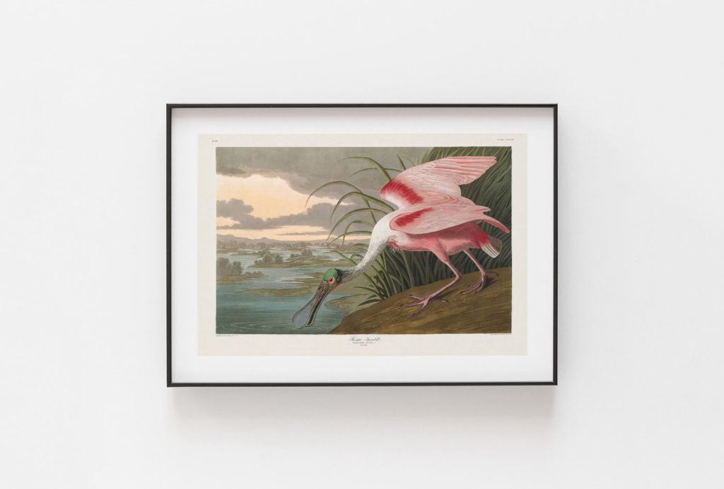 Audubon Framed Painting Birds of America