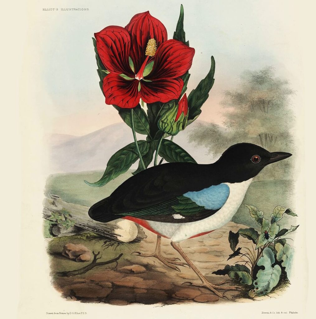 Heritage Prints is a Fine Art Studio that focuses on historic giclée prints. Complete set Family of the Ant Thrushes - Daniel Giraud Elliot