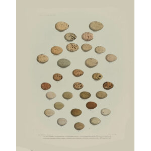 Daniel Elliot Family of the grouse - Plate 26 - Eggs by W. Morgan. Museum quality giclee print