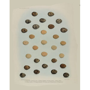 Daniel Elliot Family of the grouse - Pate 27 - Eggs by W. Morgan. Museum quality giclee print