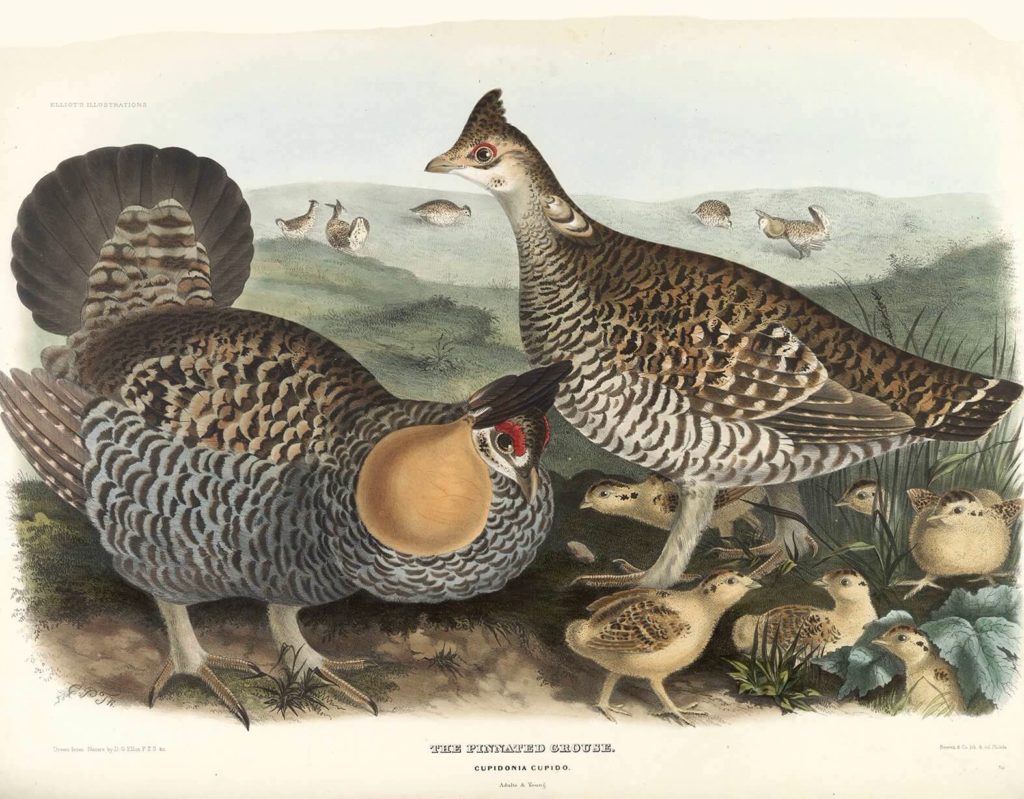 Heritage Prints is a Fine Art Studio that focuses on historic giclée prints. Complete set Family of the Grouse - Daniel Giraud Elliot