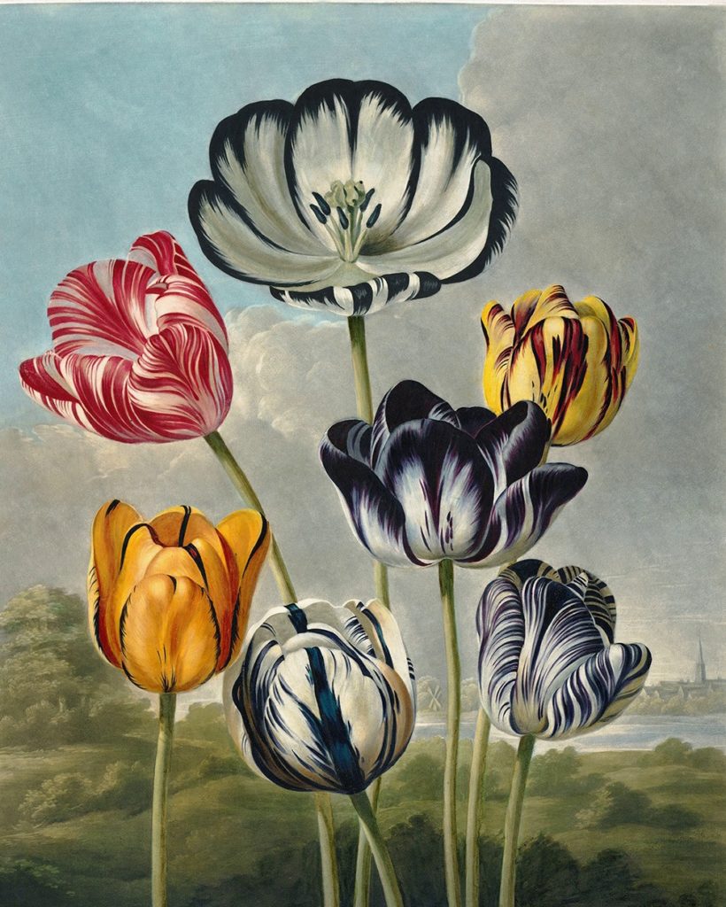 Tulips by Robert Thornton – Temple of Flora, or Garden of Nature – Museum Quality Giclee Print – Heritage Prints Facsimile