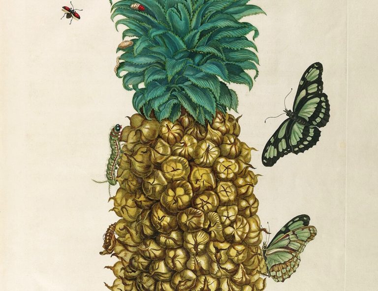 Maria Sibylla Merian - Metamorphosis insectorum Surinamensium (2nd edition) – Museum quality giclee print by Heritage Prints