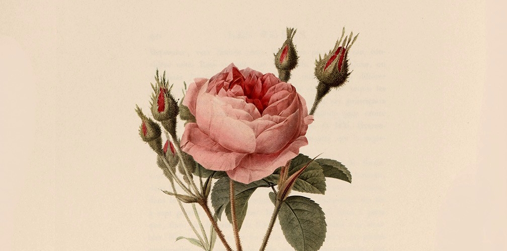 Les Roses | Pierre Joseph Redouté | High quality giclée prints