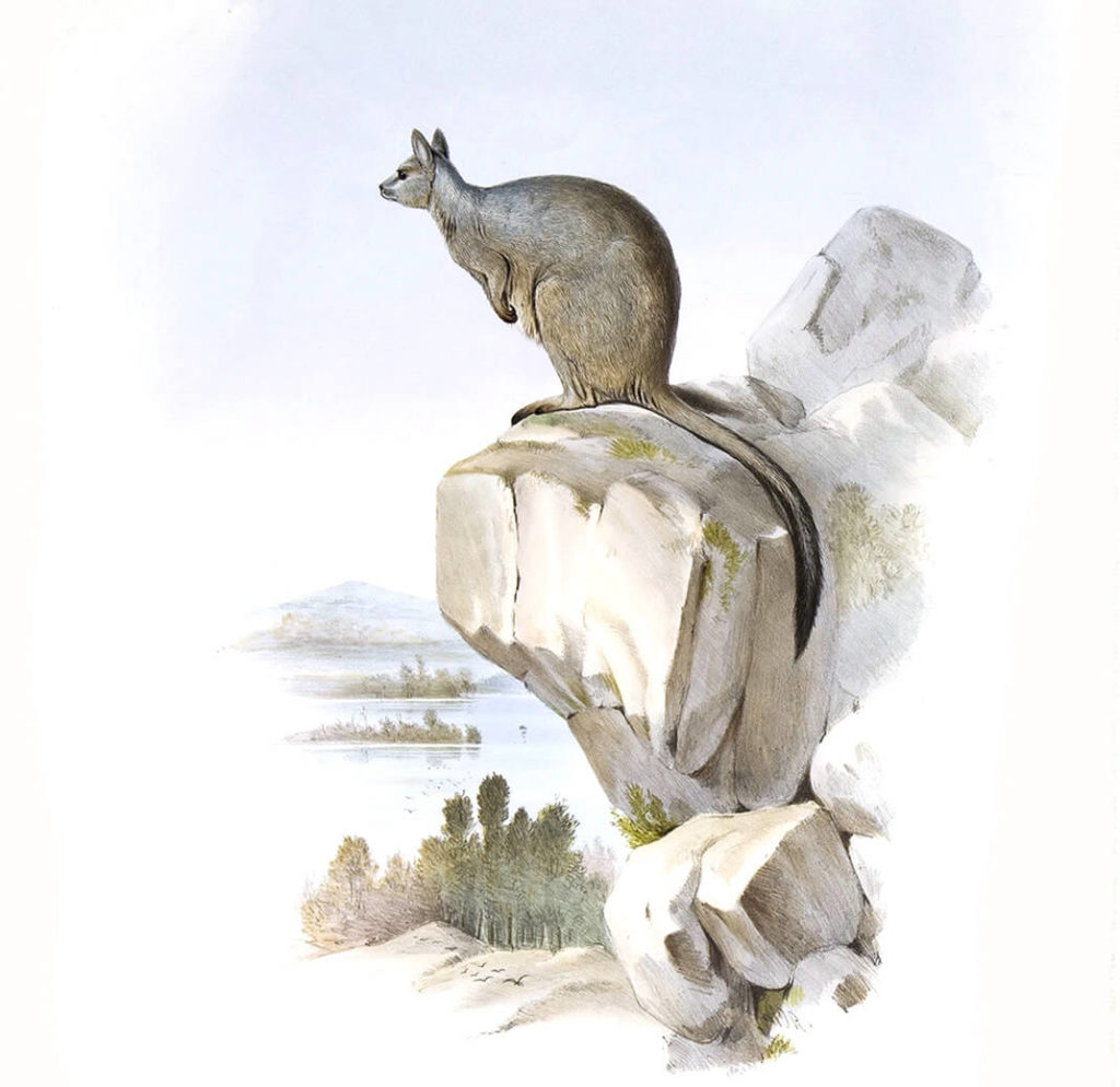 John Gould - Family of Kangaroo - Complete Set - Museum quality giclee print