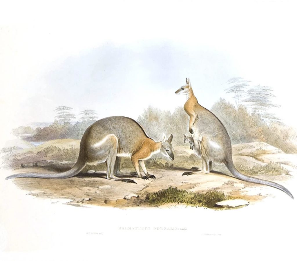 John Gould - Family of Kangaroo - Complete Set - Museum quality giclee print