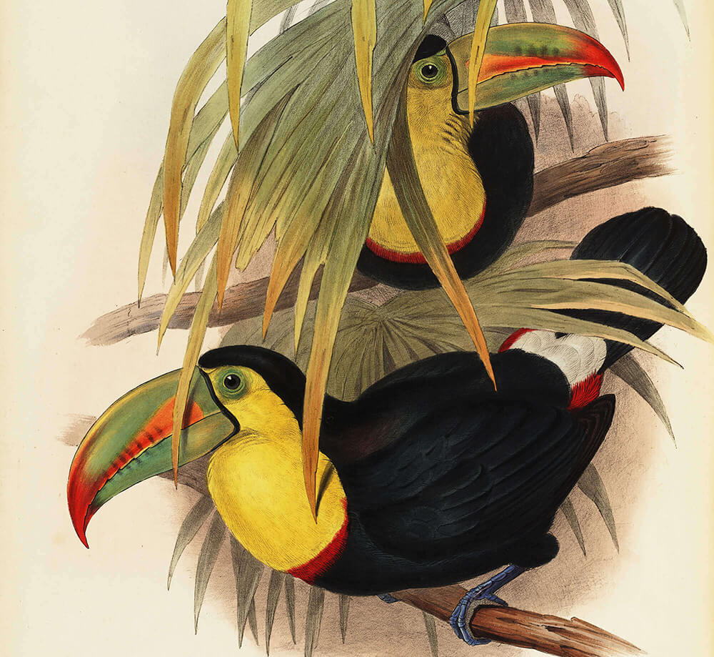 John Gould - Complete Set - A Monograph of the Ramphastidae, or Family of Toucans - Museum quality giclee prints