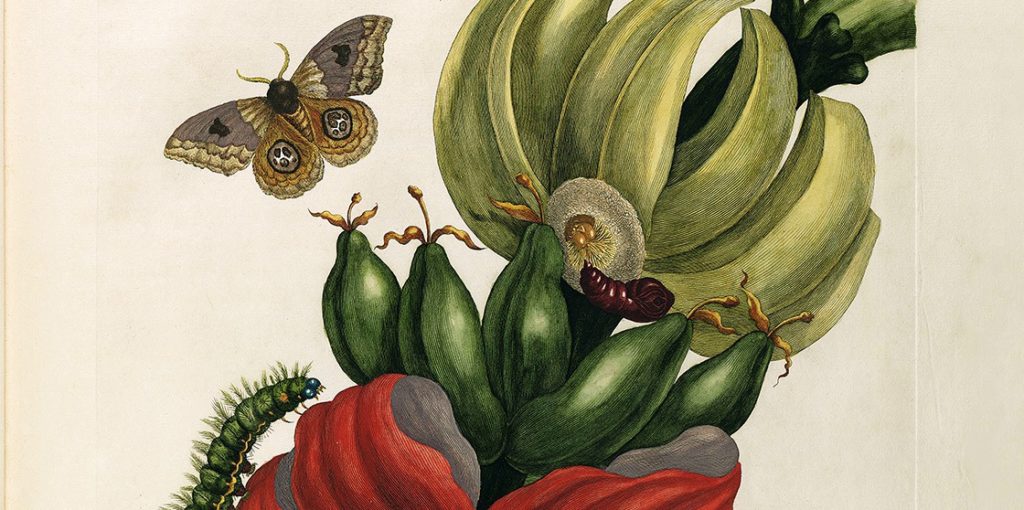 Maria Sibylla Merian - Maria Sibylla Merian - Metamorphosis insectorum Surinamensium (2nd edition) – Museum quality giclee print by Heritage Prints