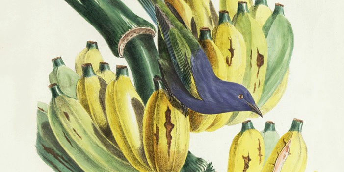 Descourtilz. Brilliant Birds of Brazil. Complete set with 60 high quality giclee prints