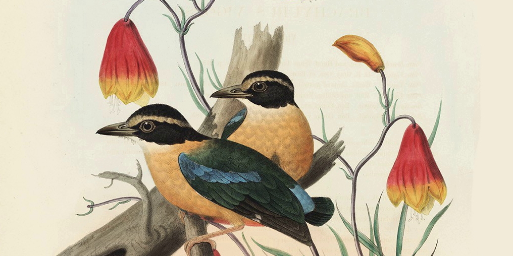 Family of the Ant Thrushes | Daniel Giraud Elliot | Set of 31 museum quality giclee prints