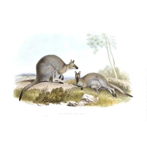 John Gould - Family of Kangaroo - Bennetts Wallaby - Museum quality giclee print