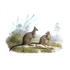 John Gould - Family of Kangaroo - Black Wallaby - Museum quality giclee print