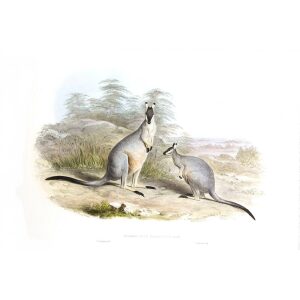 John Gould - Family of Kangaroo - Black gloved Wallaby - Museum quality giclee print