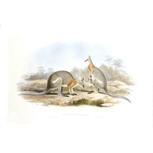 John Gould - Family of Kangaroo - Black striped Wallaby - Museum quality giclee print