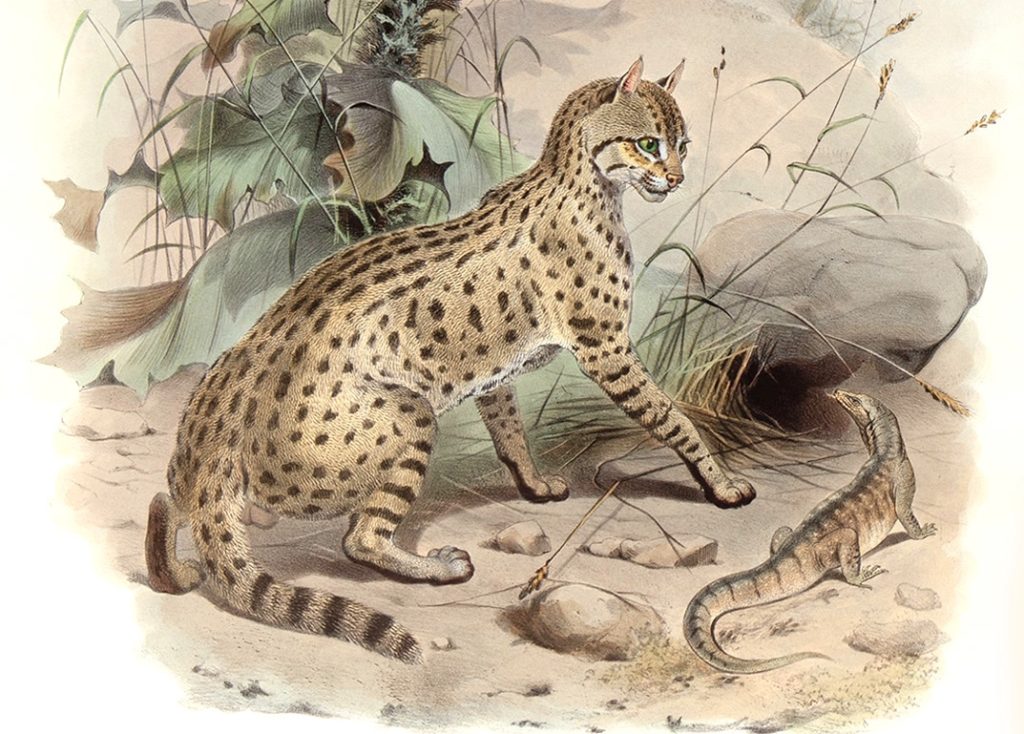 Felis Ornata. Desert Cat. Daniel Giraud Elliot. A Monograph of the Felidae or Family of Cats. Museum quality giclee print.