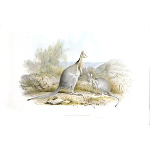 John Gould - Family of Kangaroo - Bridled Kangaroo - Museum quality giclee print