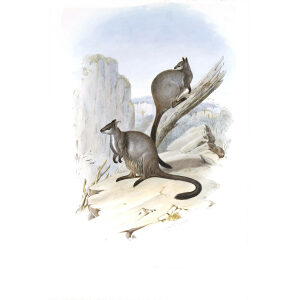 John Gould - Family of Kangaroo - Brush tailed Rock Wallaby - Museum quality giclee print