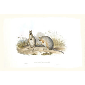 John Gould - Family of Kangaroo - Derbys Wallaby - Museum quality giclee print