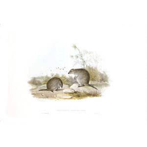 John Gould - Family of Kangaroo - Gilberts Rat kangaroo - Museum quality giclee print