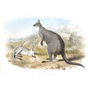 John Gould - Family of Kangaroo - Great Rock Wallaby - Museum quality giclee print