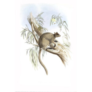 John Gould - Family of Kangaroo - Grizzled tree-kangaroo - Museum quality giclee print