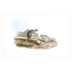 John Gould - Family of Kangaroo - Hare Kangaroo - Museum quality giclee print