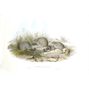 John Gould - Family of Kangaroo - Jerboa kangaroo - Museum quality giclee print