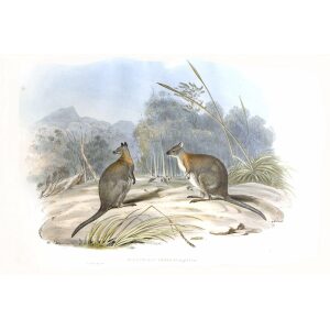 John Gould - Family of Kangaroo - Pademelon Wallaby - Museum quality giclee print