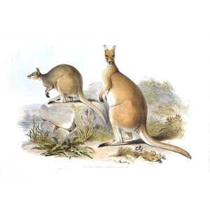 John Gould - Family of Kangaroo - Red Wallaroo - Museum quality giclee print