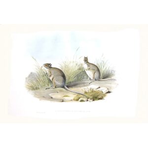 John Gould - Family of Kangaroo - Spectacled Hare kangaroo - Museum quality giclee print