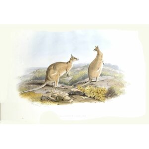 John Gould - Family of Kangaroo - Agile Wallaby - Museum quality giclee print